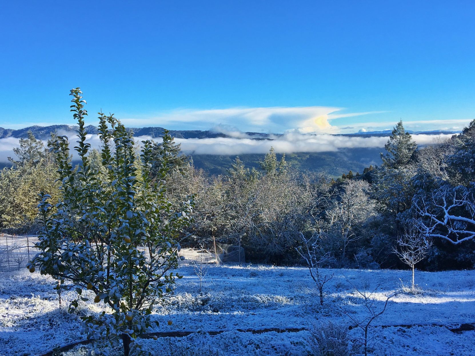 From Our Readers: Snow in Napa Valley